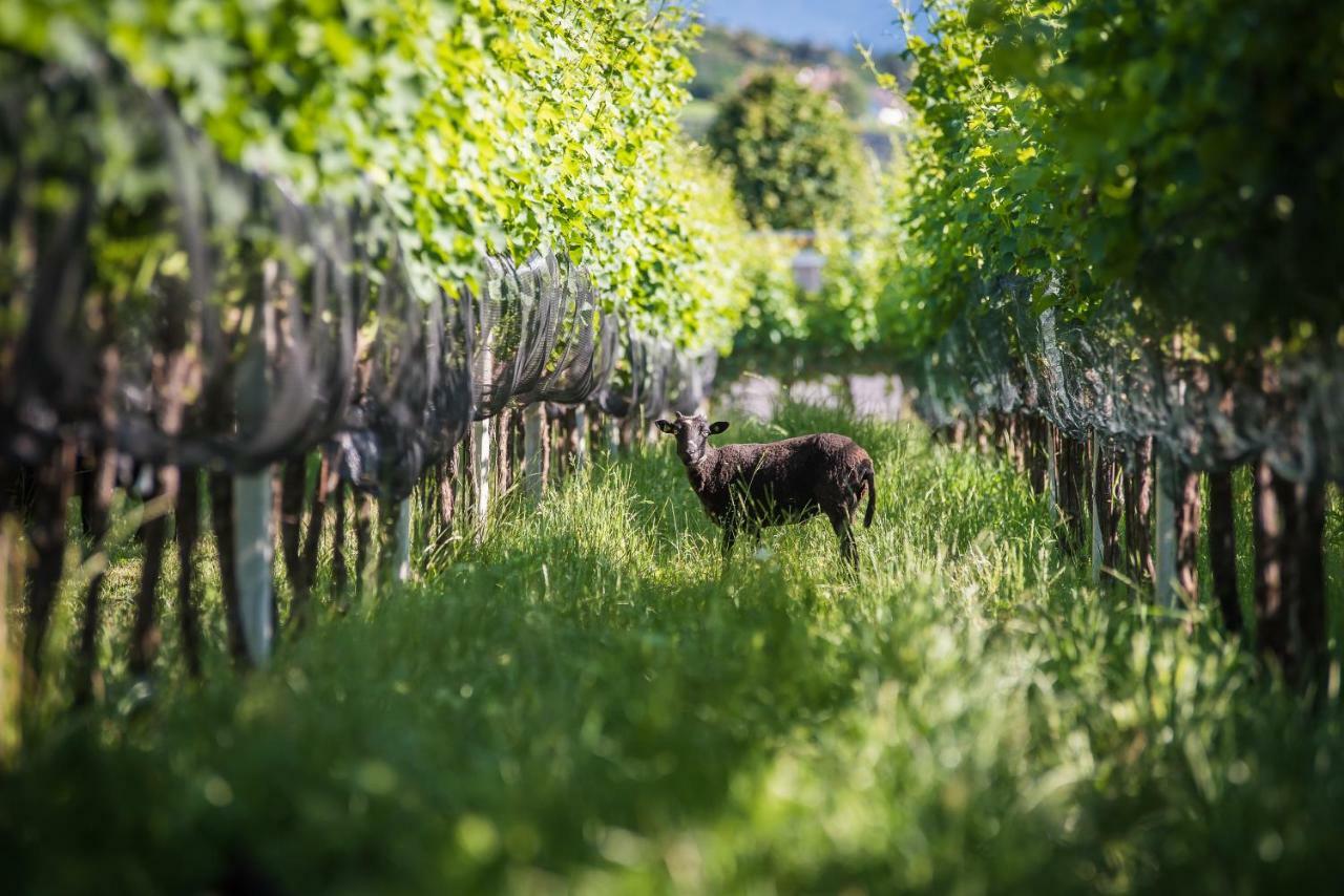 Apartmán Lochererhof Appiano Sulla Strada Del Vino Exteriér fotografie